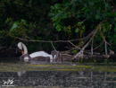 Swan with Chicks - Łabędź z Piskletami